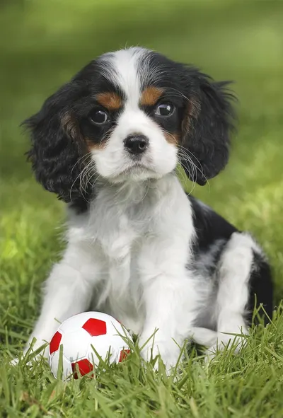 Puzzle 3x48 piese - My favorite baby pets