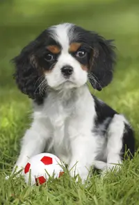 Puzzle 3x48 piese - My favorite baby pets