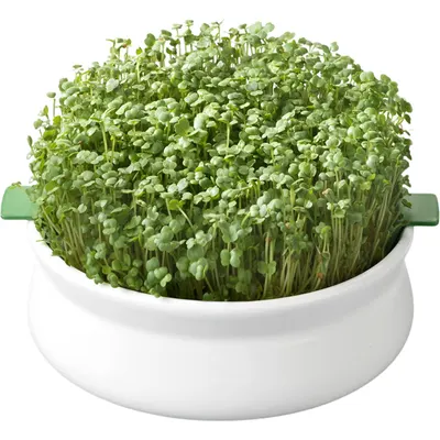 Vas pentru Germinare Seminte Mucilaginoase