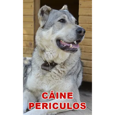 Indicator caine periculos Cobanesc Asia Centrala