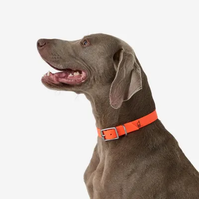 Zgardă câine 500 Oranj fluo