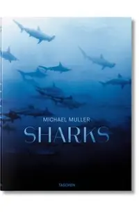 Michael Muller. Sharks