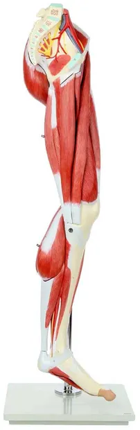 Set educațional Gelsonlab - Model al sistemului muscular al unui picior