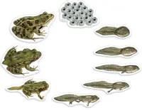 Kit educațional Learning Resources - Ciclul magnetic al broaștei
