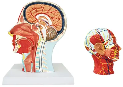 Set educațional Gelsonlab - Model de cap, cu secțiune de sistem muscular și circulator