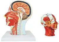 Set educațional Gelsonlab - Model de cap, cu secțiune de sistem muscular și circulator