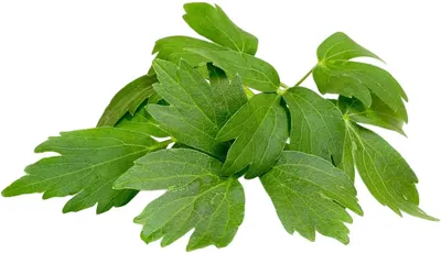 Semințe Click and Grow - Lovage, 3 rezerve