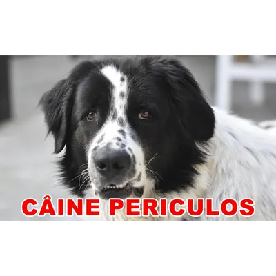 Indicator caine periculos Ciobanesc Belgian