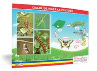 Ciclul de viață la fluture- planșă 50x70