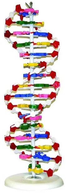 Set educațional Gelsonlab - Modelul ADN-ului, 46 cm