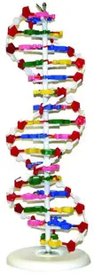 Set educațional Gelsonlab - Modelul ADN-ului, 46 cm