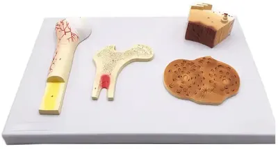 Set educațional Gelsonlab - Model al structurii osoase