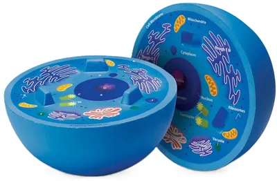 Set educațional Learning Resources - Model de celule animale, secțiune transversală