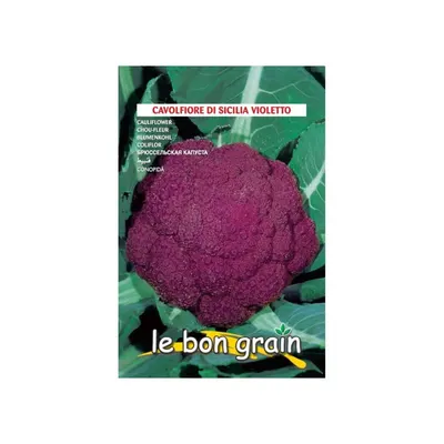 Set 4 x Seminte de Conopida Violet, Di Sicillia, 3 g, Raci Sementi