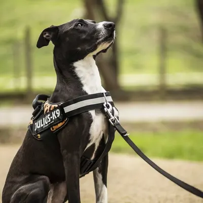 Curea Y cu inel pentru fixare ham J-K9 Power - Mar. 1-3