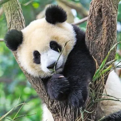 Puzzle Panda, Leu Si Tigru, 3X49 Piese