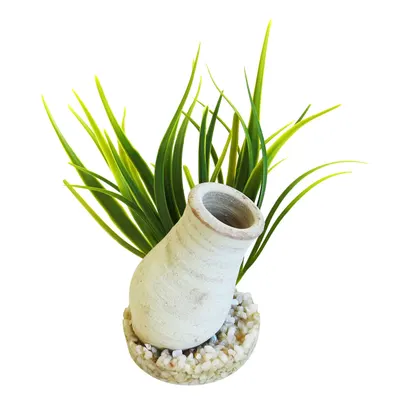 Sydeco Planta Cannon Biscuit 15 cm 380470
