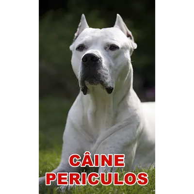 Indicator caine periculos Dog Argentinian