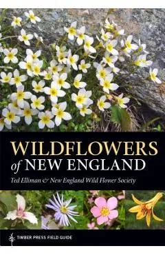 Wildflowers of New England