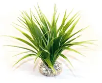 Sydeco Plante Oasis 20cm 349665