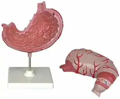 Set educațional Gelsonlab - Model de stomac, 2 piese