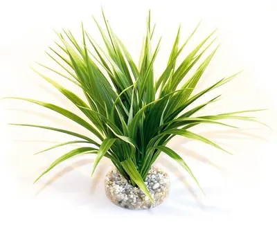 Sydeco Planta Oasis 20 Cm 665