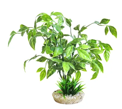 Sydeco Planta Echinodorus Plant 26 cm 380388