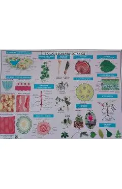 Plansa Biologie scolara