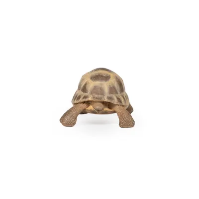 Figurina - Wild Animal Kingdom - Hermann's Tortoise