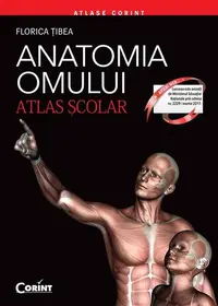 Anatomia omului. Atlas şcolar - Paperback brosat - Florica Țibea