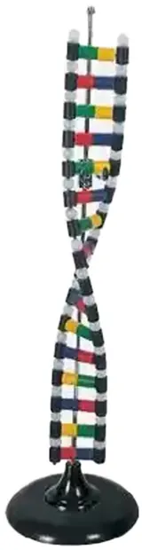 Set educațional Gelsonlab - Modelul ADN-ului, 38 cm