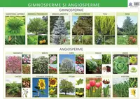 Gimnosperme și angiosperme - Planșă educativă - Paperback - Florica Alexandrescu