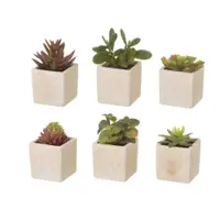 Plante artificiale 6 buc. (înălțime 9,5 cm) Cactus – Casa Selección