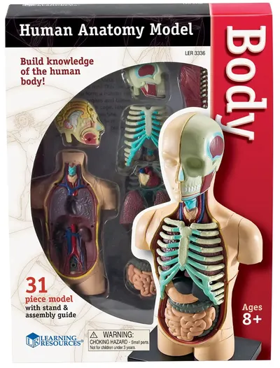 Set educațional Learning Resources - Modelul trunchiului, 11 cm