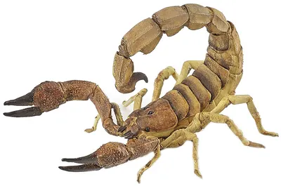 Figurina Papo Wild Animal Kingdom – Scorpion