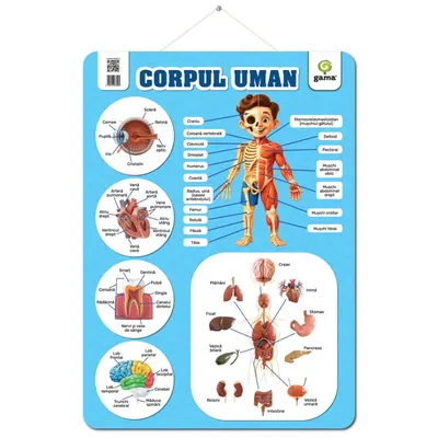 Poster educativ, Corpul uman
