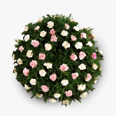 Coroana funerara circulara cu garoafe roz