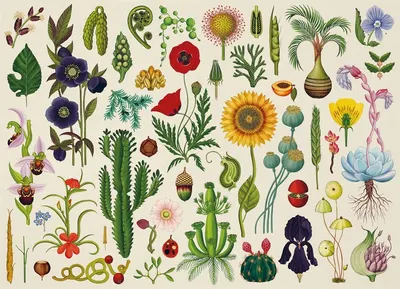 Puzzle 1000 de piese - Botanicum