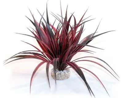 Sydeco Planta Amazonian Plant 35 Cm 380184