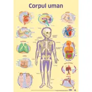 Plansa Corpul uman (dimensiune 50 x 70 cm)