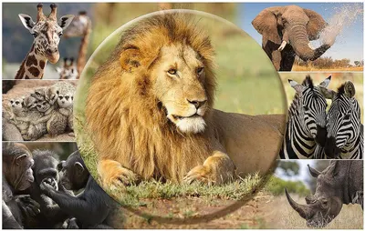 Substrat de birou Herma - Animale africane