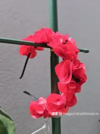 Coronita lucrata manual 18