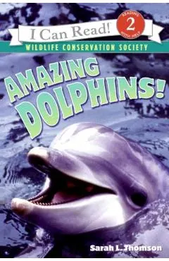 Amazing Dolphins!