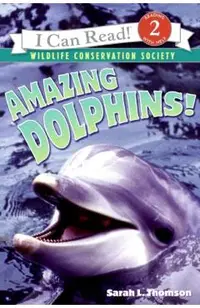 Amazing Dolphins!