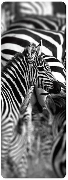 Semn de carte 3D Simetro Books - Zebre, alb-negru