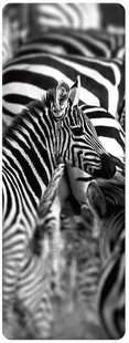 Semn de carte 3D Simetro Books - Zebre, alb-negru