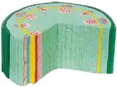 Set educațional Gelsonlab - Model de tulpini dicotiledonate