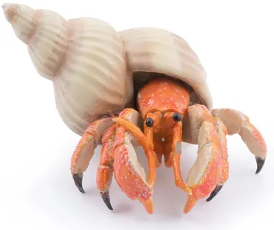 Figurina Papo Marine Life - Rac sihastru