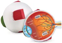 Set educațional Learning Resources - Model decupat ochi