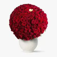 Buchet 229 trandafiri rosii - Dragoste fara limite